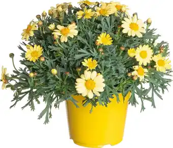 Intratuin Struikmargriet (argyranthemum frutescens) geel d 14 h 25 cm aanbieding