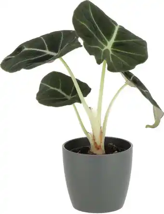 Intratuin Olifantsoor (alocasia 'black velvet') d 6 h 10 cm aanbieding