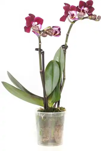 Intratuin Vlinderorchidee (phalaenopsis mini) rood d 6 h 17 cm aanbieding
