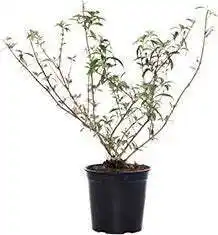 Intratuin Vlinderstruik (buddleja davidii 'pink delight') d 24 h 40 cm aanbieding