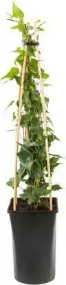 Intratuin Klimop (hedera helix 'natasja') d 16 h 75 cm aanbieding