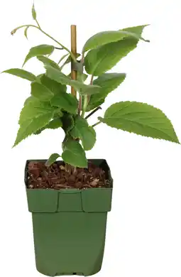 Intratuin Biologische zelfbestuivende kiwi (actinidia deliciosa 'jenny') d 13 h 40 cm aanbieding