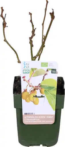 Intratuin Biologische zelfbestuivende kiwi (actinidia deliciosa 'jenny') d 13 h 40 cm aanbieding