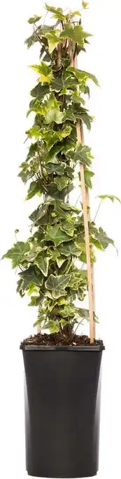 Intratuin Klimop (hedera helix 'goldchild') d 16 h 75 cm aanbieding
