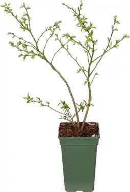Intratuin Blauwe bes (vaccinium corymbosum 'blue dessert') d 19 h 50 cm aanbieding