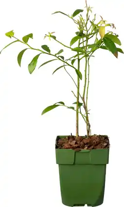 Intratuin Biologische blauwe bes (vaccinium corymbosum 'pink lemonade®') d 13 h 40 cm aanbieding