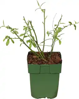 Intratuin Biologische blauwe bes (vaccinium corymbosum 'pink lemonade®') d 13 h 40 cm aanbieding