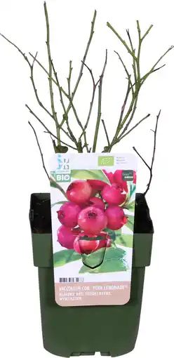 Intratuin Biologische blauwe bes (vaccinium corymbosum 'pink lemonade®') d 13 h 40 cm aanbieding