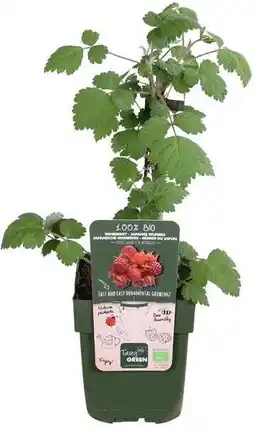 Intratuin Japanse wijnbes (rubus phoenicolasius) d 19 h 50 cm aanbieding