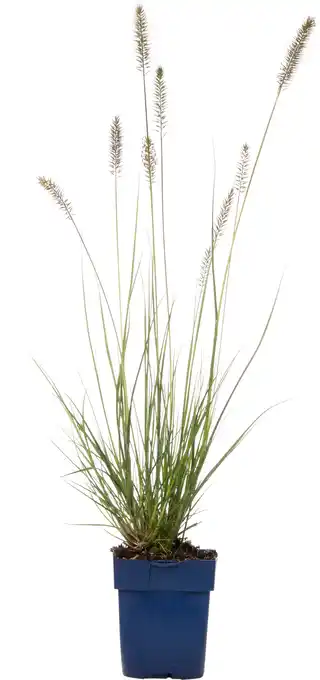 Intratuin Lampenpoetsersgras (pennisetum alopecuroides 'hameln') d 11 h 10 cm aanbieding