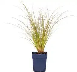 Intratuin Zegge (carex testacea 'prairie fire') d 11 h 10 cm aanbieding