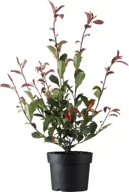 Intratuin Glansmispel (photinia fraseri 'carré rouge') d 23 h 60 cm aanbieding