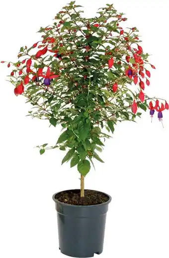 Intratuin Bellenplant op stam (fuchsia) d 17 h 65 cm aanbieding