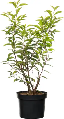 Intratuin Portugese laurier (prunus lusitanica 'angustifolia') d 23 h 50 cm aanbieding