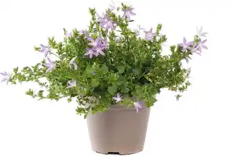 Intratuin Kruipklokje (campanula poscharskyana 'adansa pink') d 15 h 25 cm aanbieding