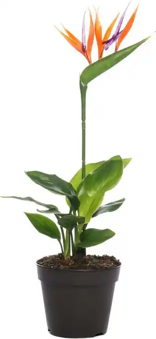 Intratuin Paradijsvogelbloem met kunstbloem (strelitzia reginae) d 13 h 35 cm aanbieding