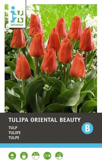 Intratuin Intratuin bloembollen tulp (tulipa 'oriental beauty')  10 stuks aanbieding