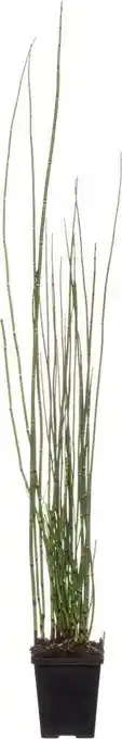 Intratuin Japanse holpijp (equisetum japonicum) d 9 h 20 cm aanbieding