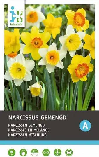 Intratuin Intratuin bloembollen narcis (narcissus) gemengd 5 stuks aanbieding