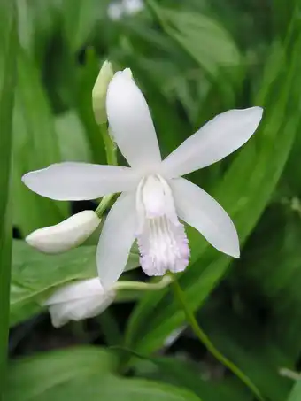Intratuin Japanse orchidee (bletilla striata 'alba') aanbieding