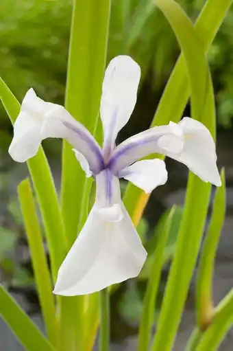 Intratuin Witte lis (iris laevigata 'snowdrift') d 9 h 20 cm aanbieding