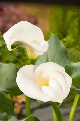 Intratuin Aronskelk (zantedeschia aethiopica) d 9 h 20 cm aanbieding