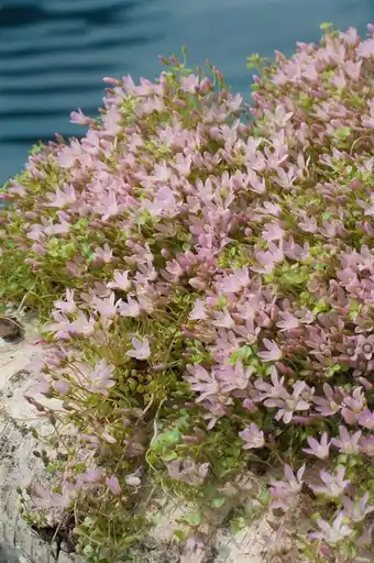 Intratuin Teer guichelheil (anagalis tenella) aanbieding