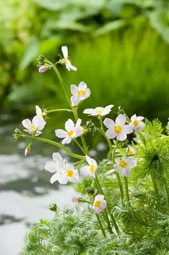 Intratuin Waterviolier (hottonia palustris) d 11 h 22 cm aanbieding