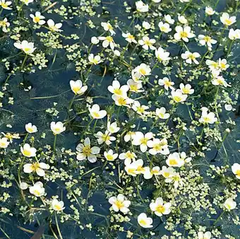 Intratuin Waterranonkel (ranunculus aquatilis) d 11 h 22 cm aanbieding