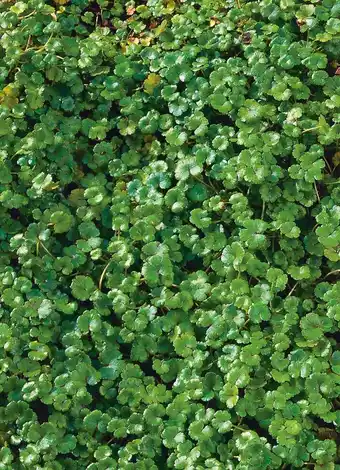 Intratuin Waternavel (hydrocotyle 'nova zealandiae') d 11 h 22 cm aanbieding