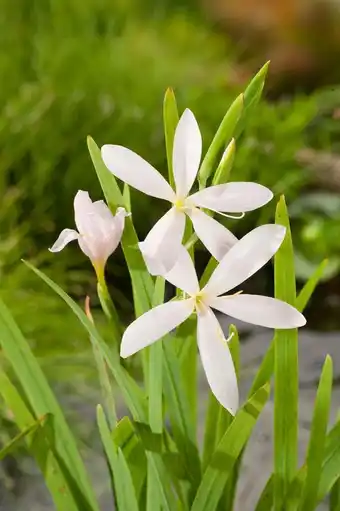 Intratuin Moerasgladiool (schizostylus coccinea 'alba') d 9 h 20 cm aanbieding