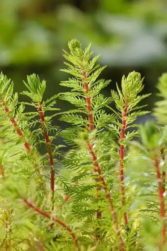 Intratuin Braziliaans vederkruid (myriophyllum brasiliensis) d 11 h 22 cm aanbieding
