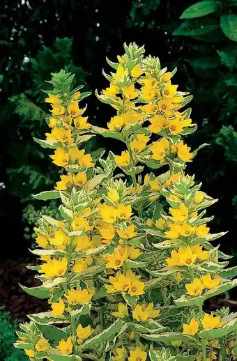 Intratuin Bonte moeraswederik (lysimachia punctata 'variegata') d 9 h 20 cm aanbieding