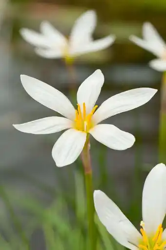 Intratuin Westenwindlelie (zephyranthes candida) d 9 h 20 cm aanbieding