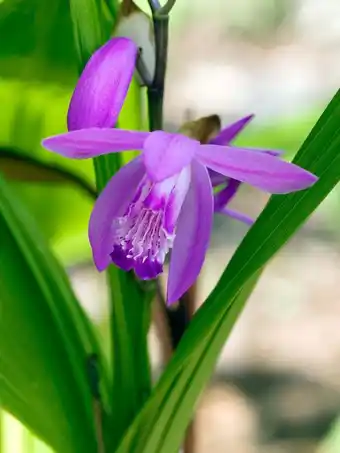 Intratuin Japanse orchidee (bletilla striata) aanbieding