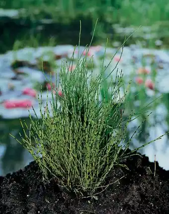 Intratuin Dwergholpijp (equisetum scirpoides) aanbieding