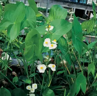 Intratuin Breedbladig pijlkruid (sagittaria latifolia) d 9 h 20 cm aanbieding