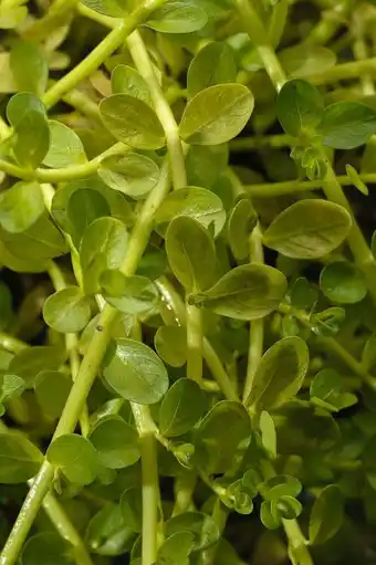 Intratuin Groene rotala (rotala rotundifolia green) d 11 h 22 cm aanbieding