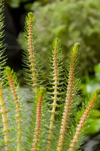 Intratuin Vederkruid (myriophyllum crispata) d 11 h 22 cm aanbieding