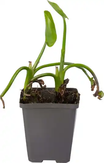 Intratuin Snoekkruid blauw (pontederia cordata) d 9 h 20 cm aanbieding