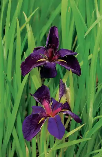 Intratuin Zwarte lis (iris 'black gamecock') d 9 h 20 cm aanbieding
