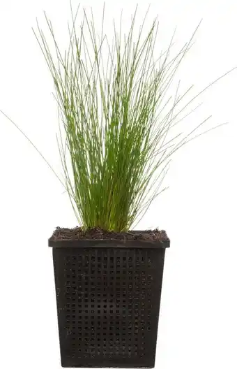 Intratuin Naaldgras (scirpus cernuus) d 11 h 22 cm aanbieding