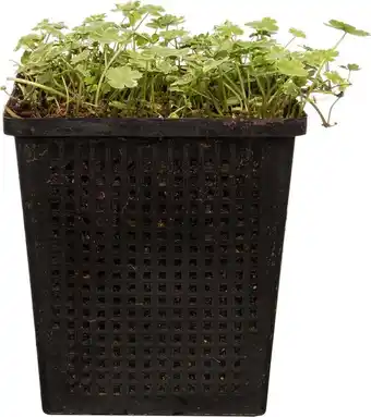 Intratuin Bonte waternavel (hydrocotyle sibthorpioides 'variegata') d 11 h 21 cm aanbieding
