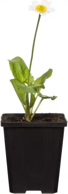 Intratuin Witte dotterbloem (caltha palustris 'alba) d 9 h 20 cm aanbieding