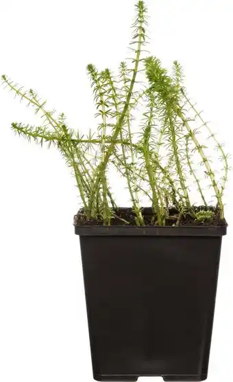 Intratuin Lidsteng (hippuris vulgaris) d 11 h 20 cm aanbieding