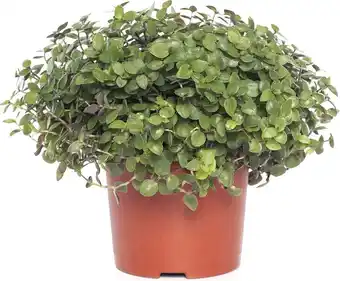 Intratuin Schildpadplant (callisia 'turtle') d 10,5 h 15 cm aanbieding