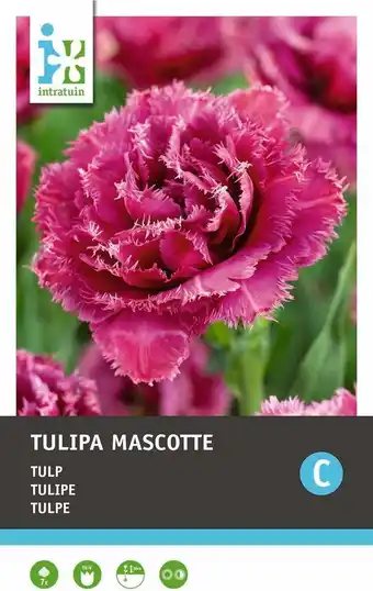 Intratuin Intratuin bloembollen tulp (tulipa 'mascotte')  7 stuks aanbieding