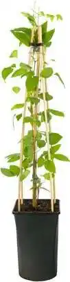 Intratuin Bosrank (clematis 'john paul ii') d 16 h 75 cm aanbieding