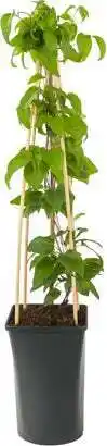 Intratuin Bosrank (clematis 'mrs. n. thompson') d 16 h 75 cm aanbieding
