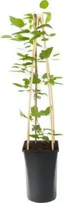 Intratuin Bosrank (clematis viticella 'polish spirit') d 16 h 75 cm aanbieding